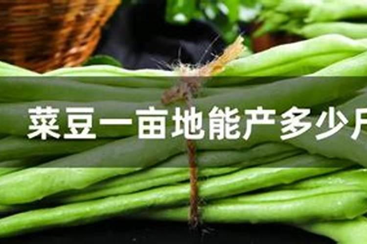豇豆栽培技术要点