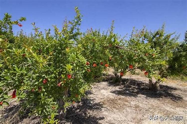 果树石榴怎样让果实快速膨大？石榴什么时间施肥促进转色？膨大增产肥料...