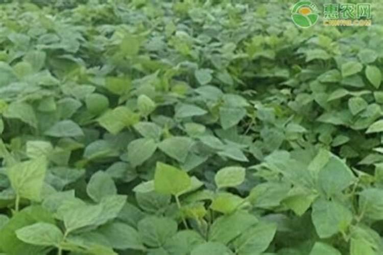 黄豆施什么肥比较好