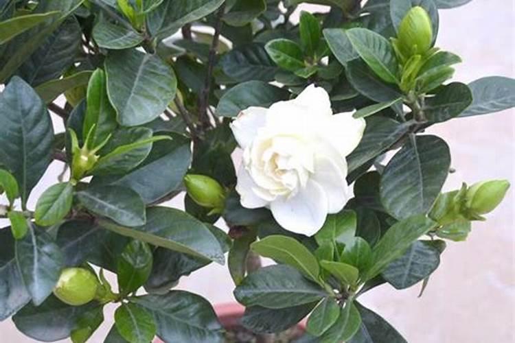 关于栀子花花期的养护方法