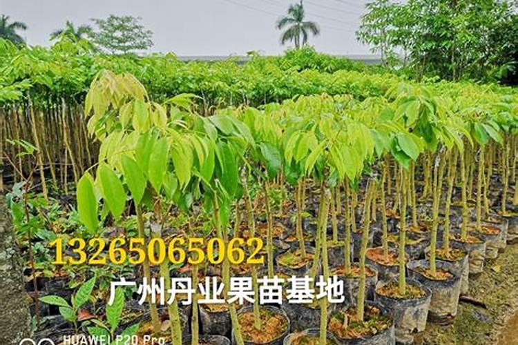 果树专用肥有哪几种