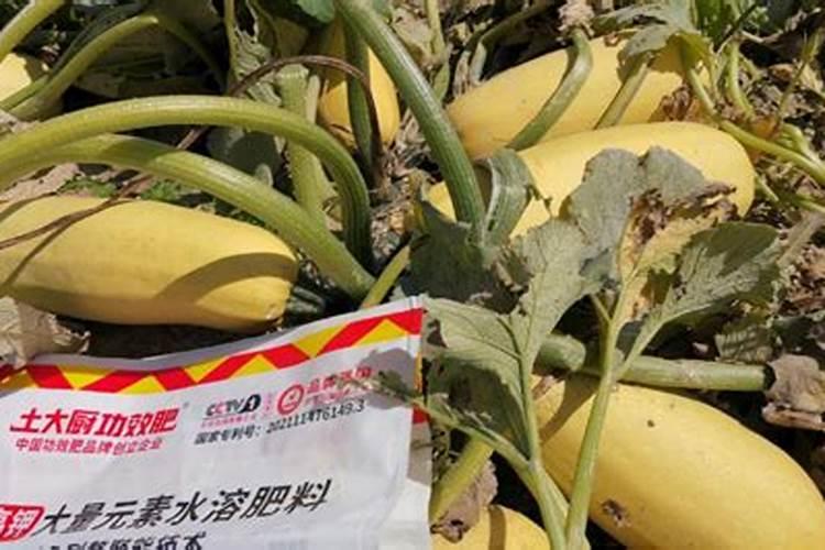 农村种葫芦瓜的话,需要注意哪些？