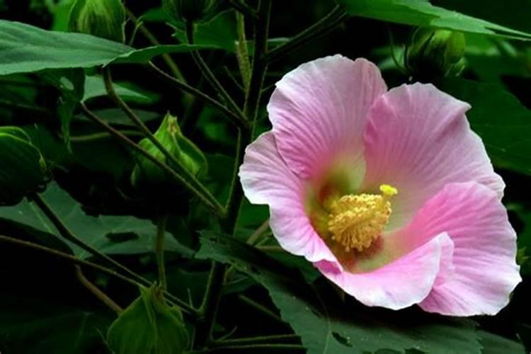 芙蓉花浇什么肥料合适