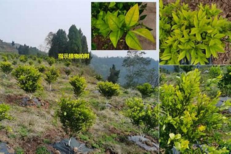 土壤补钙用什么钙肥好？谢谢!急用!