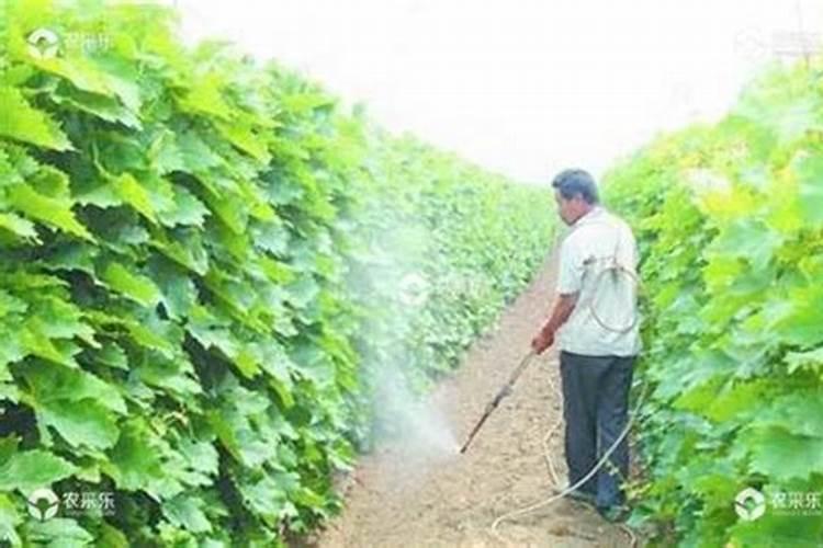 葡萄施钾肥时间和方法 提高产量的诀窍