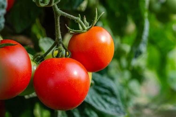 甲壳素对植物的作用是什么 甲壳素有助成就绿色食品