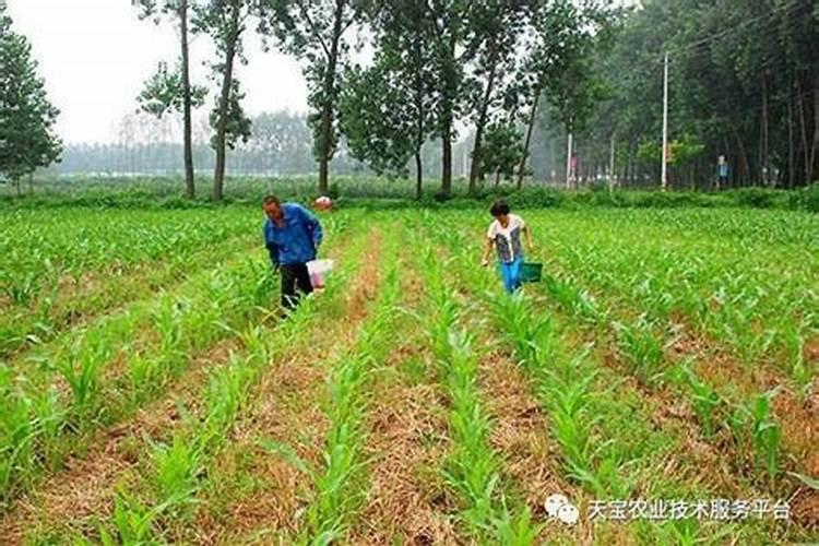 怎样施用磷肥,肥效好、利用率高呢？