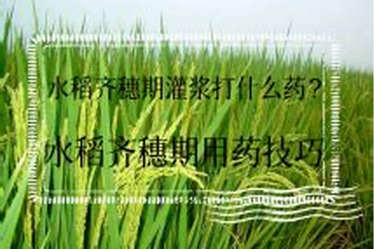 水稻早衰的症状的原因是什么 水稻早衰怎么防治