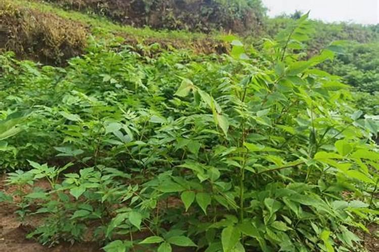 【车前草】的功效与作用