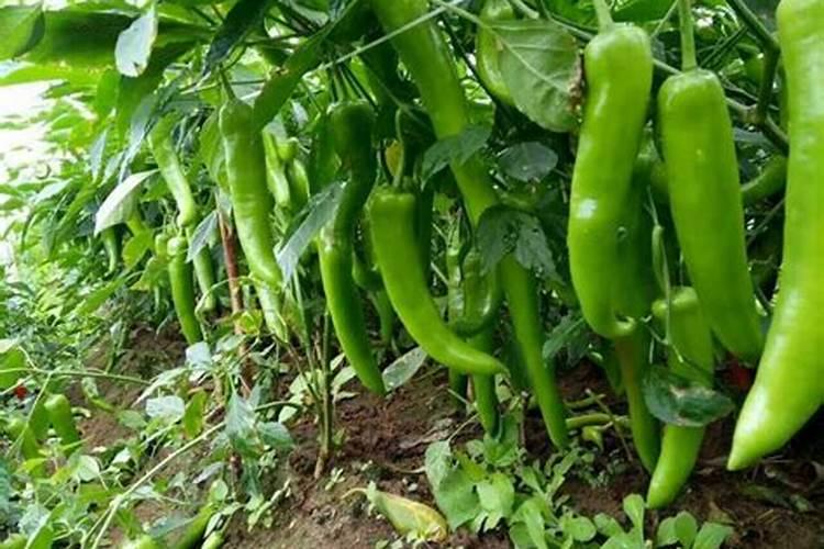 辣椒为啥要催红催熟 打什么药好