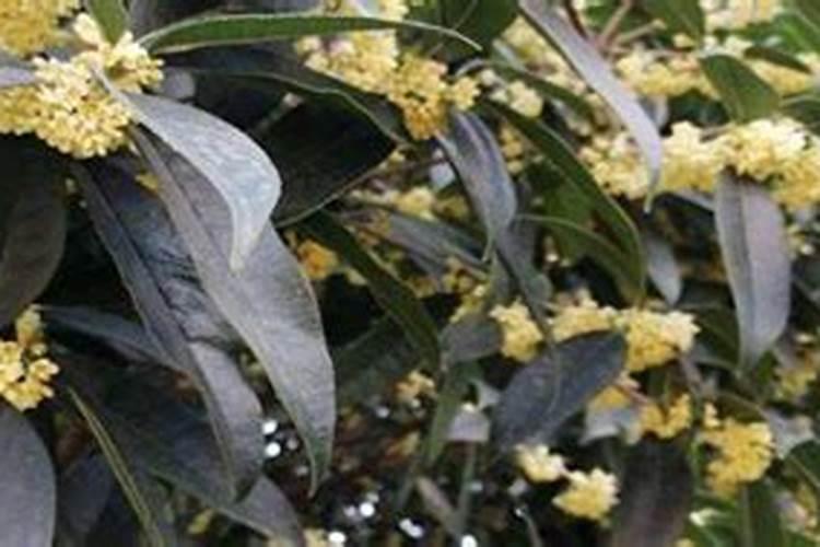 桂花树移栽一年了不长叶子怎么办