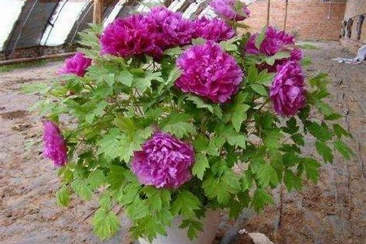 牡丹花在北方院子怎么过冬