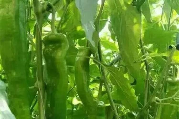 辣椒尿素的施肥方法