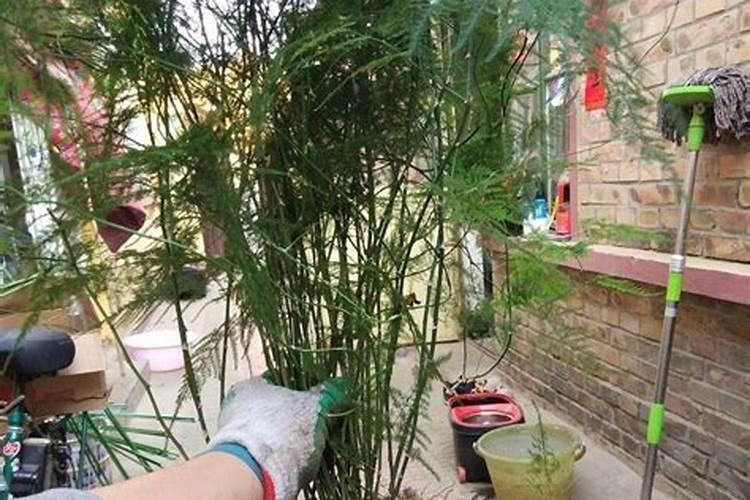 文竹叶子发黄用什么肥,豆饼肥持效长还可改善叶黄