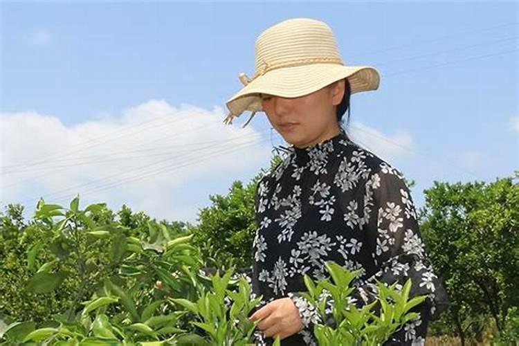 杨树上什么肥料树长得快
