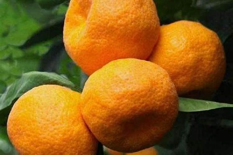 油枯十什么发酵能使柑橘增甜？