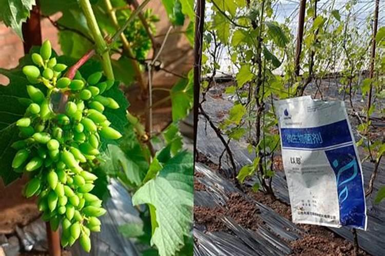 葡萄硼肥什么时候打最好？开花前？还是花期打？