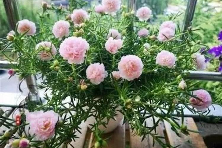 什么花卉用氮肥