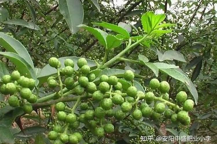 花椒树旱地水溶肥怎么施？