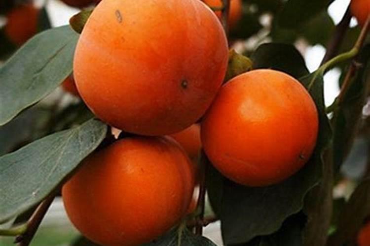 柿子树用什么肥料最好
