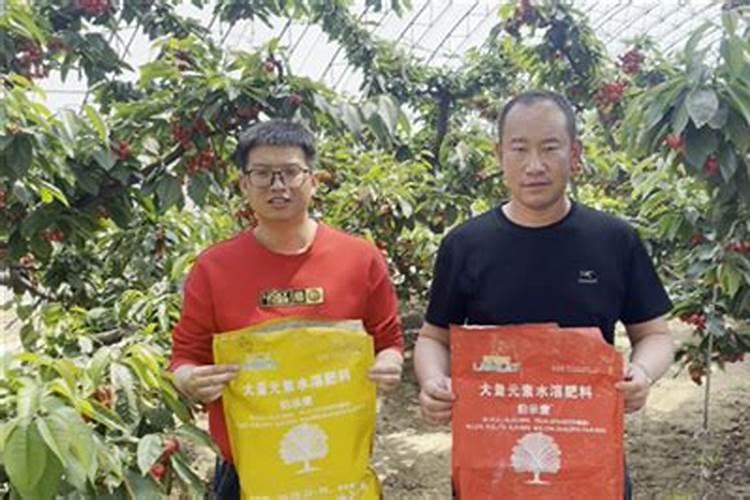 大量元素水溶肥在大樱桃用,产出高