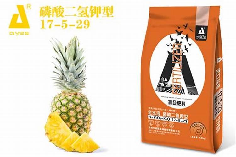 菠萝怎么长的 吃剩的菠萝头扔水里,居然长出了小菠萝,太神奇了!