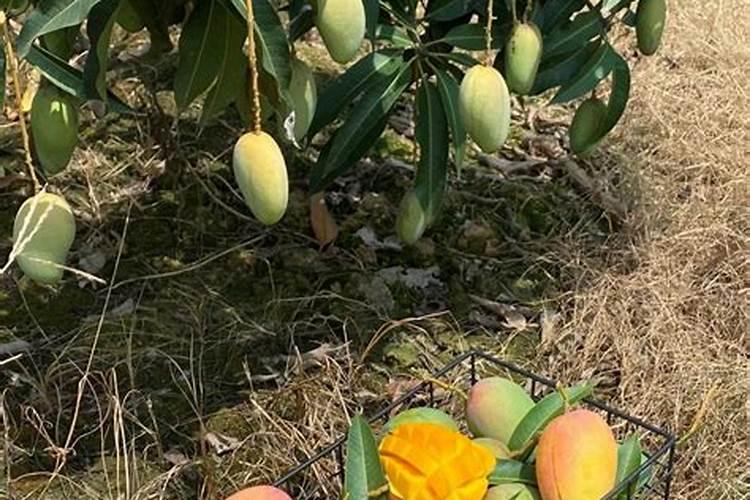 芒果用什么肥料能快速成长？施肥几次？