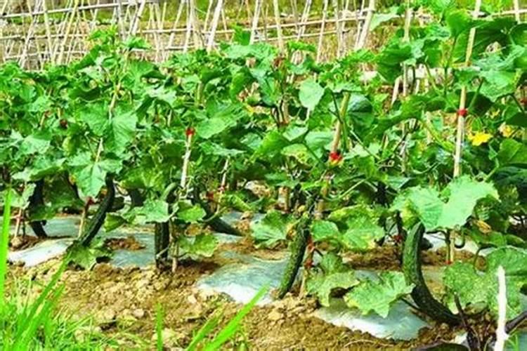 彩色多普勒超声检查是什么