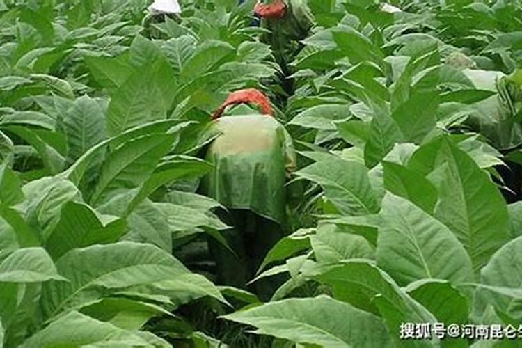 辣椒施什么肥好