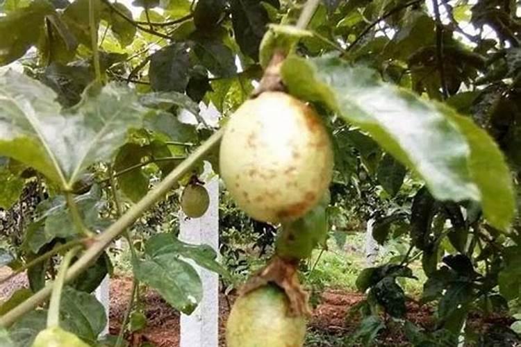 褐腐病用什么杀菌剂,症状是什么