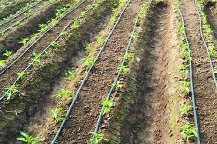 彰武房地产开发公司有几家