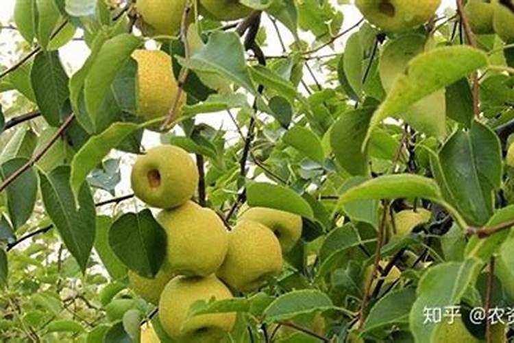 梨树栽培要想产量好、品质高,花期过后要怎么做？
