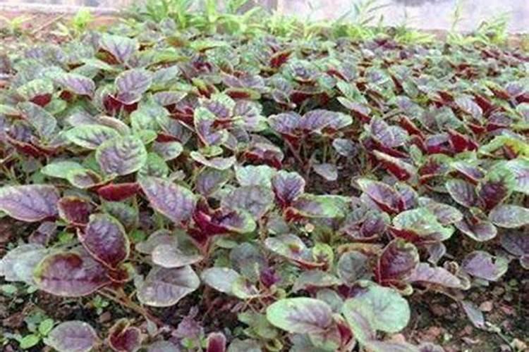 苋菜施肥用复合肥还是尿素好？