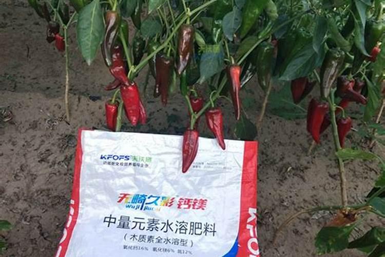 辣椒没施土杂肥,怎样施底肥？