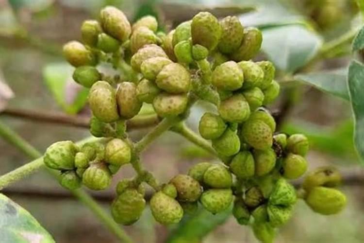 吴茱萸使用哪种叶面肥