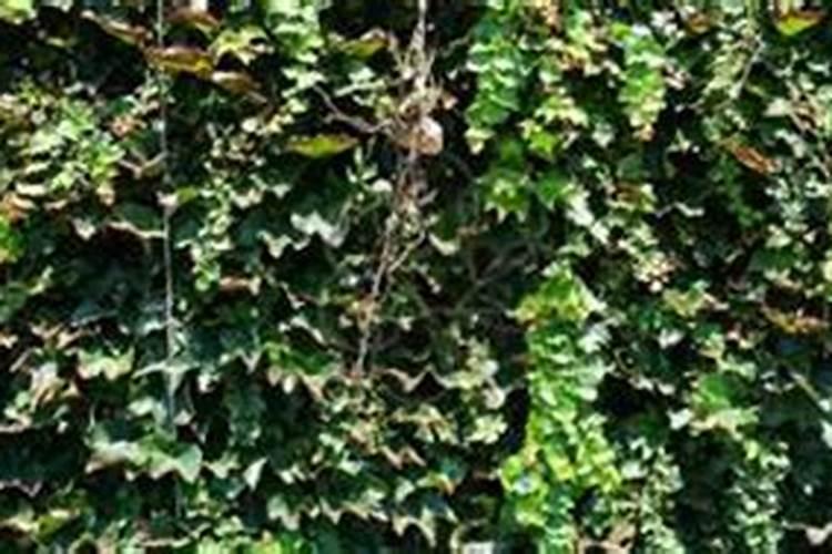 如何让爬山虎长的快