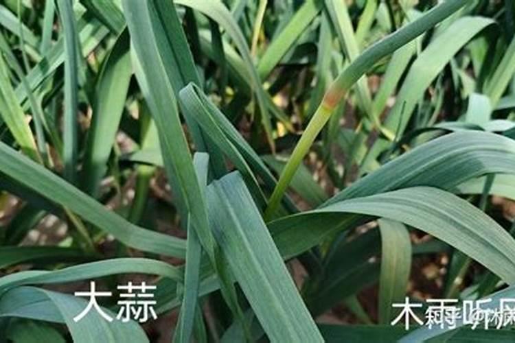 花椒用不用上肥料