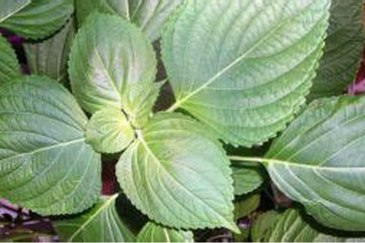 紫苏花怎么养殖方法