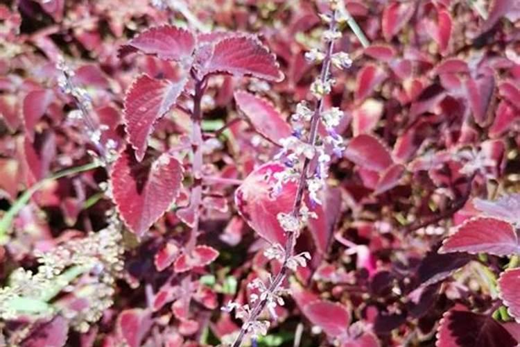 紫苏花怎么养殖方法