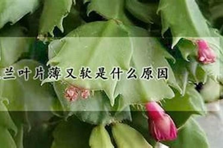 蟹爪兰长芽如何施肥长得又厚又翠绿