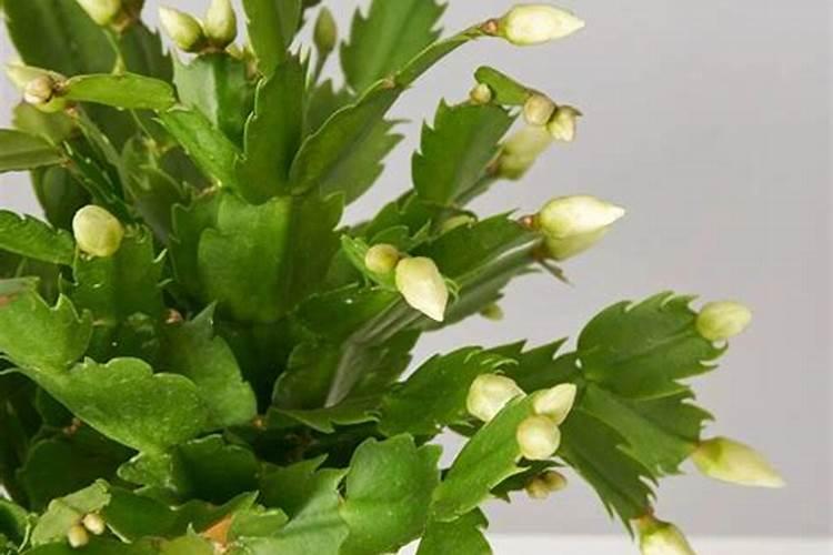 蟹爪兰叶面喷什么肥好