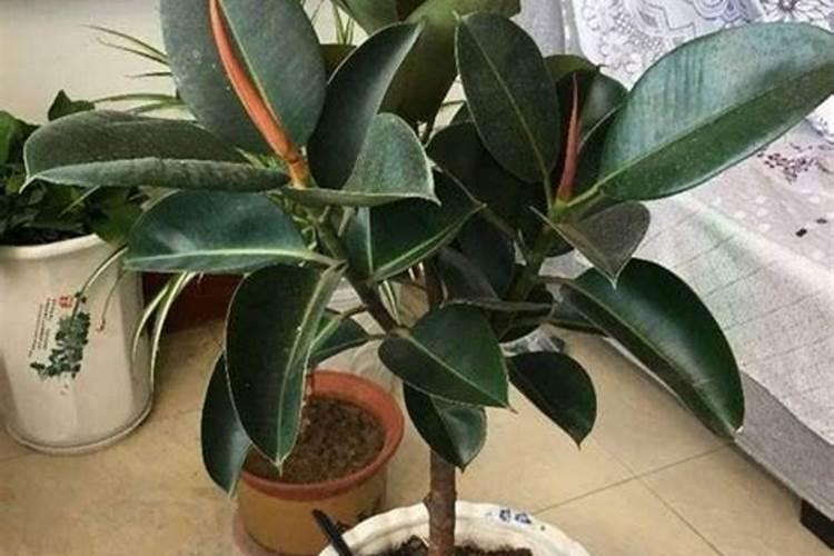 橡皮树施什么肥最好