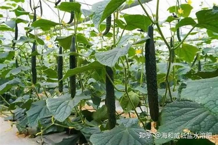 种黄瓜用什么肥料能获得高产？昆仑风叶面肥有用吗