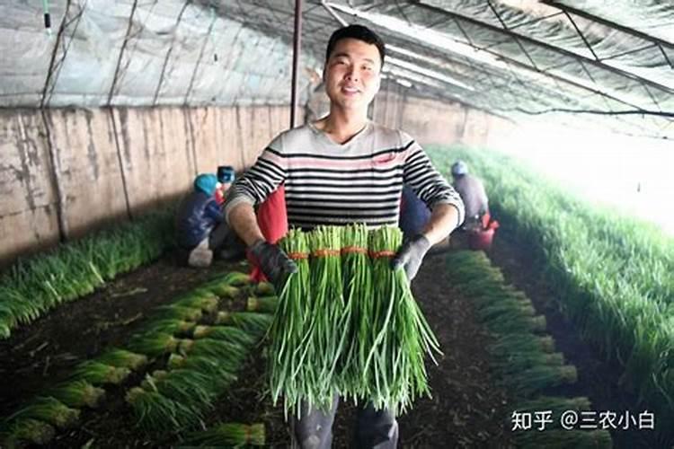 韭菜割了以后使用什么肥料 可以使用氮肥吗