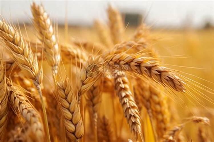 麦子灌浆期打什么叶面肥好