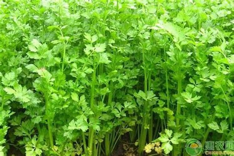 芹菜喜欢什么肥料？