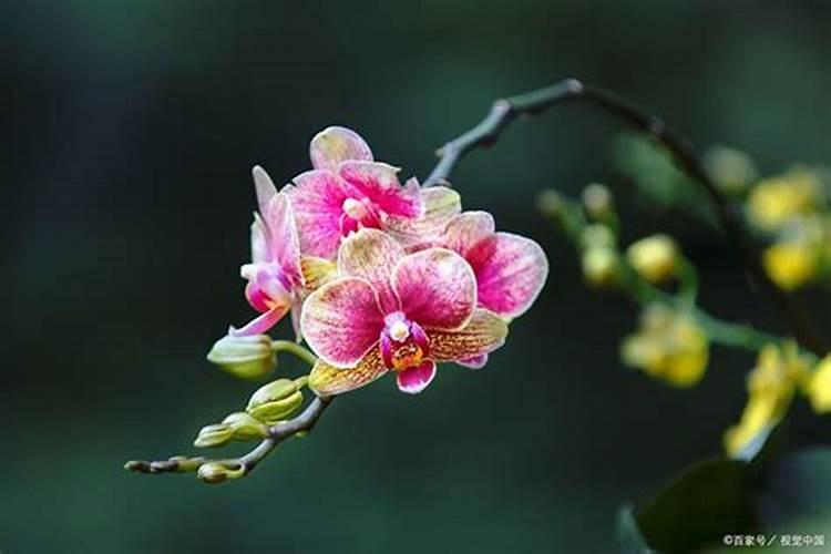 蝴蝶兰怎么养会生根,猛开花？养在水苔里的,可以用土壤活化剂兑水浇...