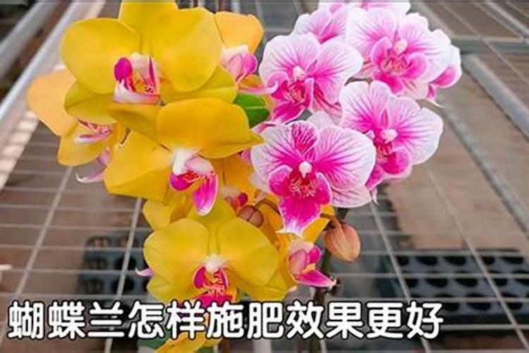蝴蝶兰生根好方法