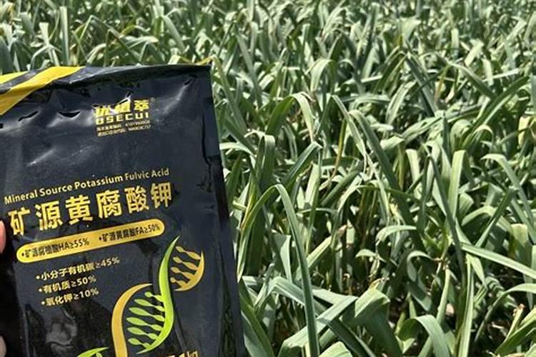 印度橡胶树的养殖方法