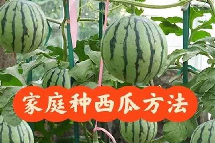 西瓜的肥料怎么做？